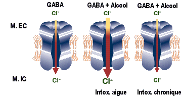 modulations de la réponse GABA-A : l'alcool